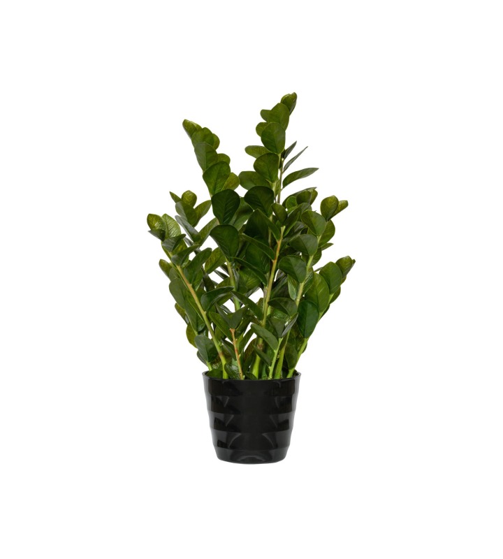 Zamioculcas (künstliche Pflanze)