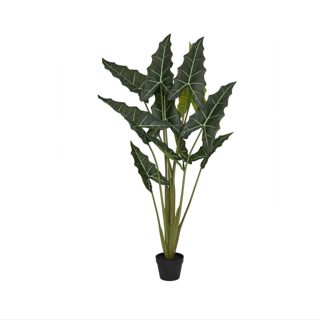 Alocasia taro (künstliche Pflanze)