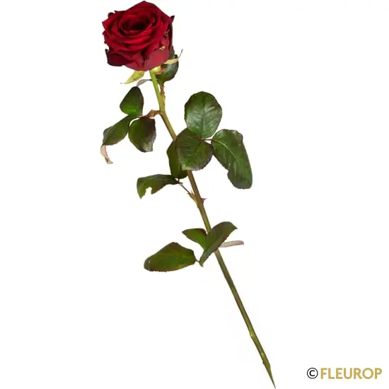 1 rote Rose langstielig